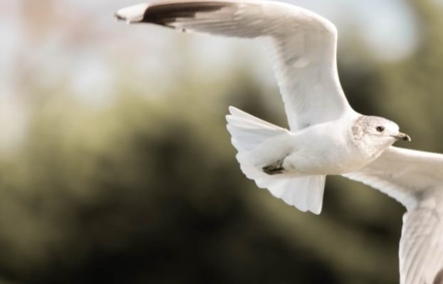 Wildlife of Cambridge