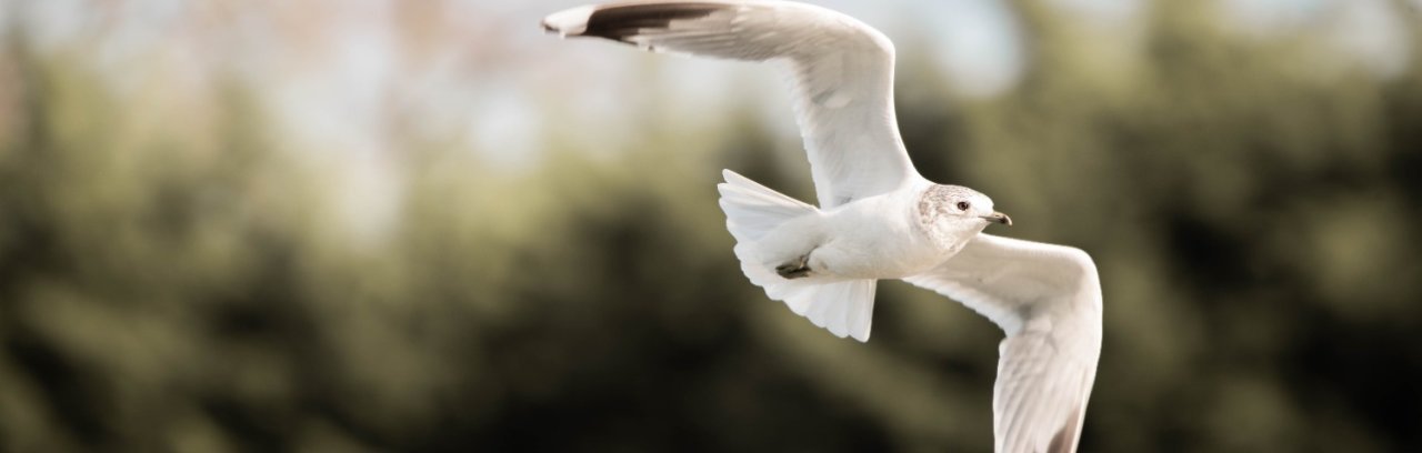 Wildlife of Cambridge