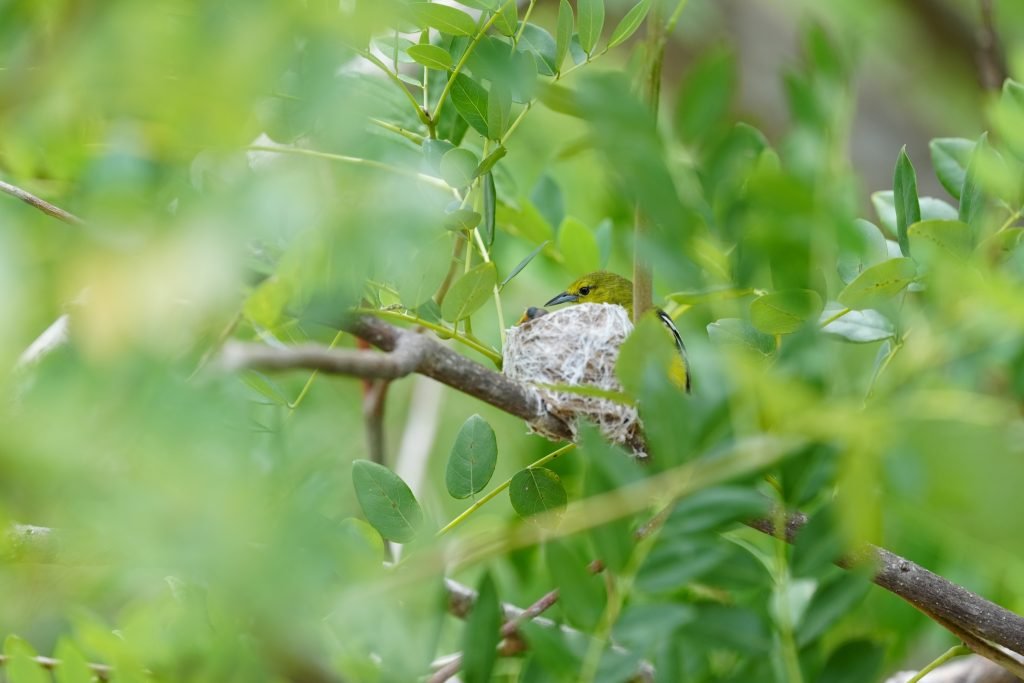 Sony A1 Ii Sample Image (2)