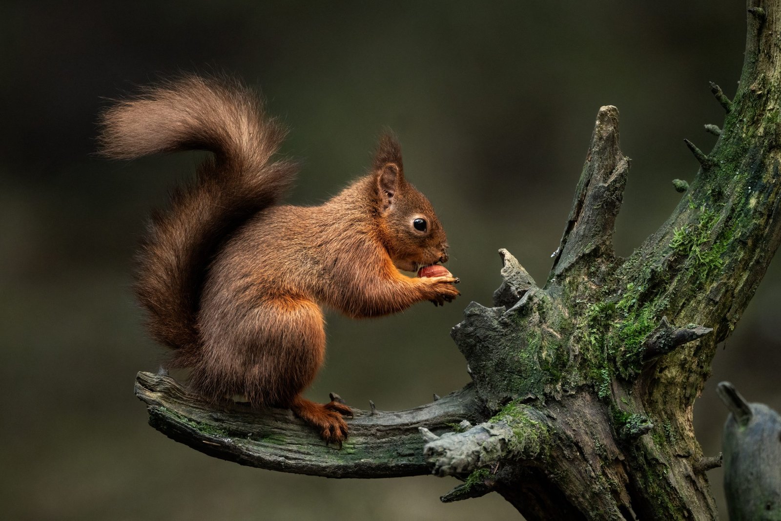 Andrewjames Impressionphoto 011