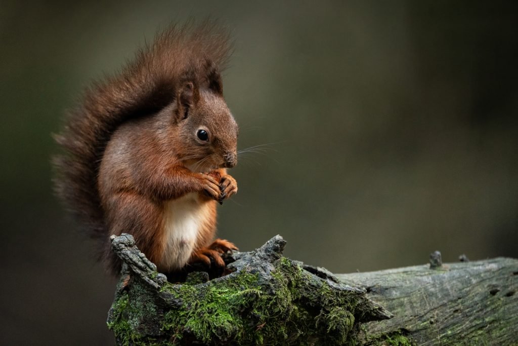 Andrewjames Impressionphoto 013