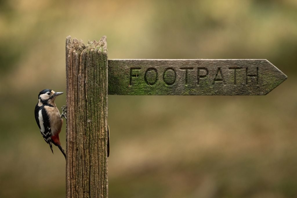 Andrewjames Impressionphoto 023