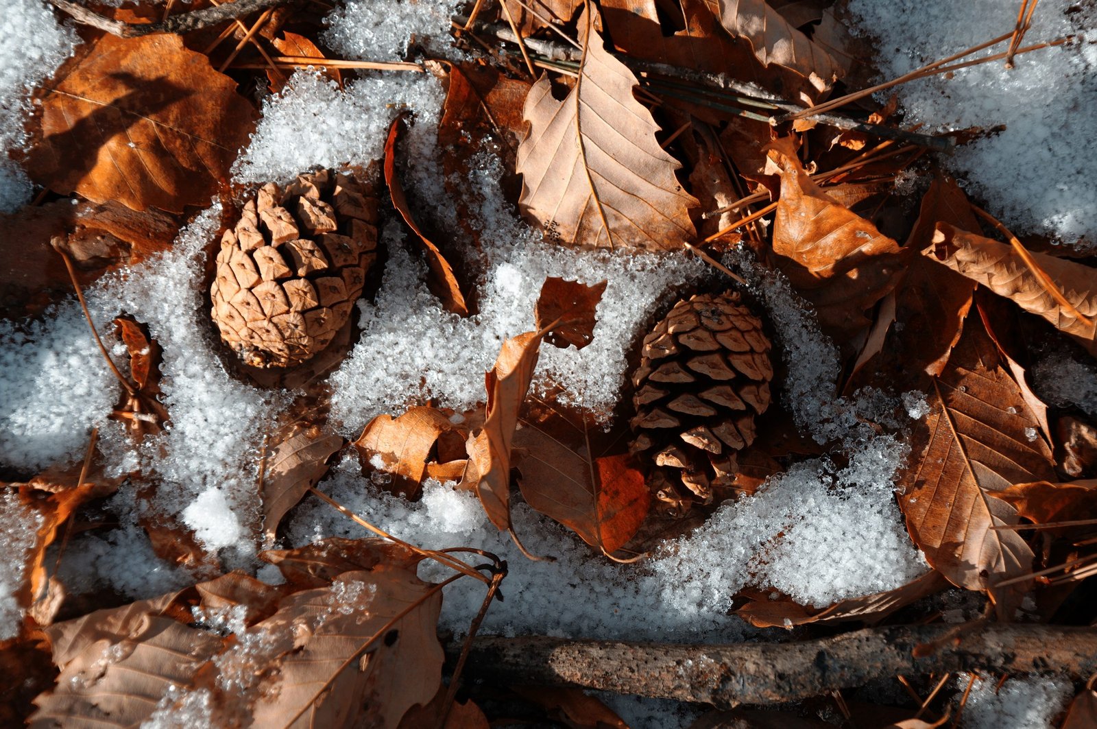 Minadaimon Examplephoto 011