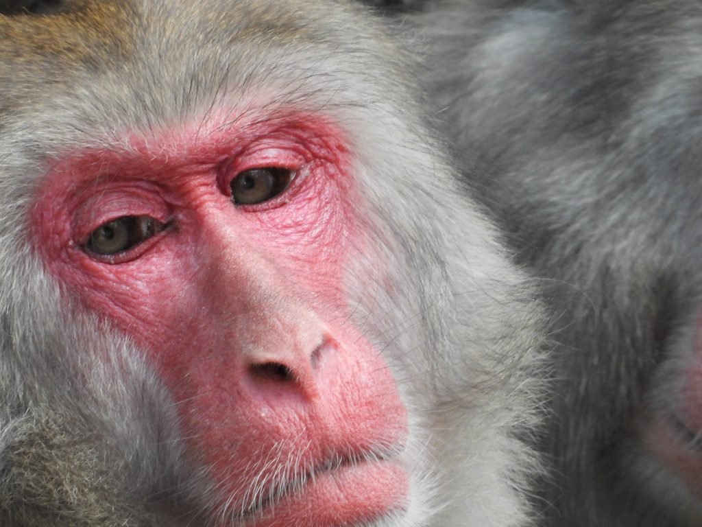 Nikon P1100 Coolpix Camera (13)