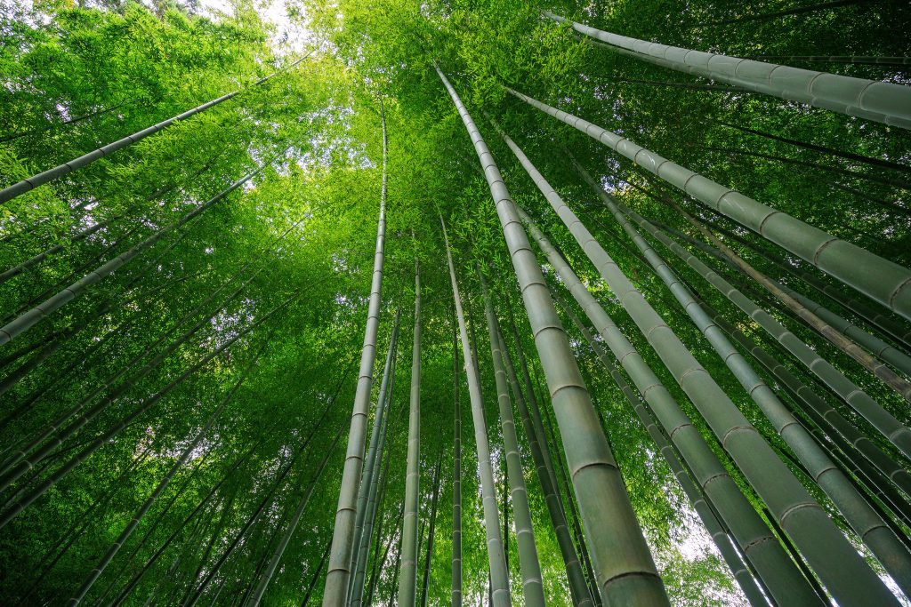 B060rf Kanako Sato Small Snap16