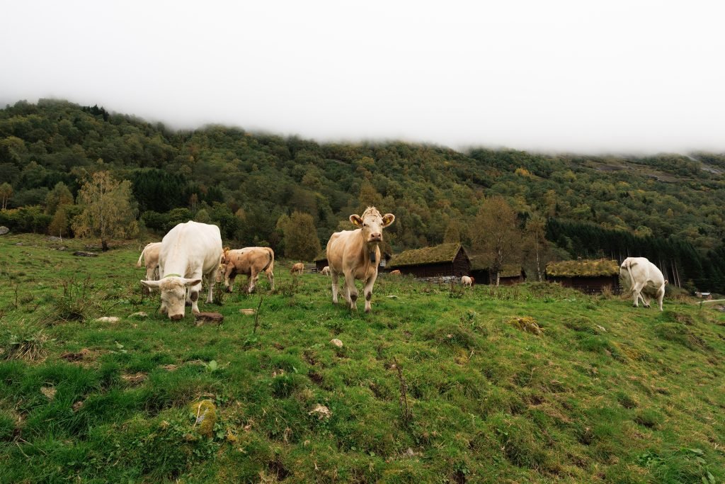 B060rf Kazuyuki Okajima Small Landscape15