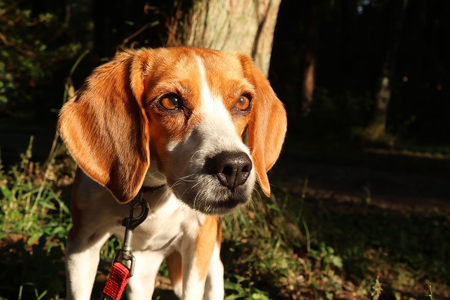 Canon powershot v1 samepl image (2)