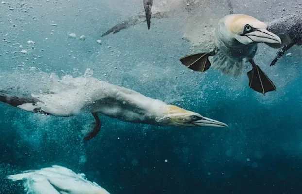 Into the Blue – Stories from the Wild, Watery Edges