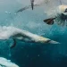 Into the blue