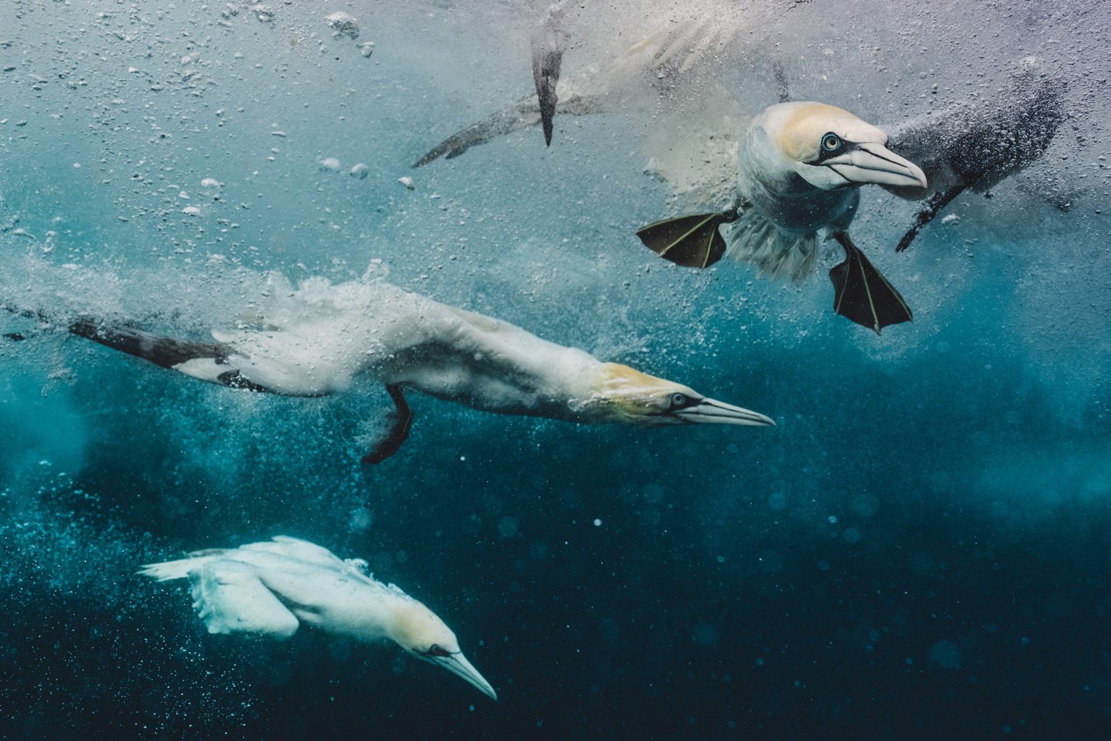 Into the blue cold water & arctic snorkeling rebecca douglas visual storyteller007