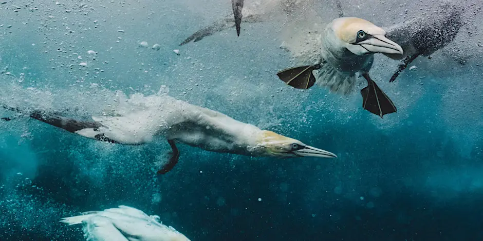 Into the Blue – Stories from the Wild, Watery Edges