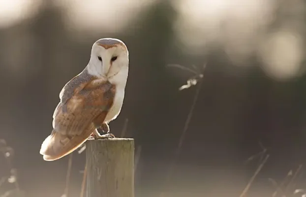 Wildlife of Cambridge, Jamie Clarkson