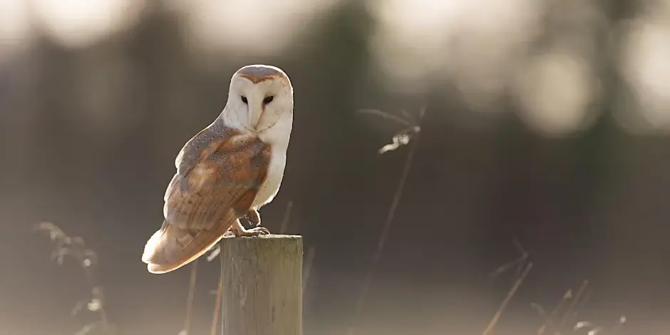 Wildlife of Cambridge, Jamie Clarkson