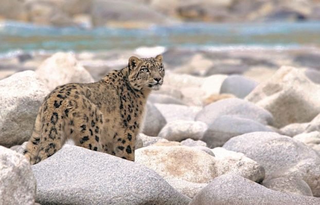 Step into the High Himalayas – Into the Realm of the Shan