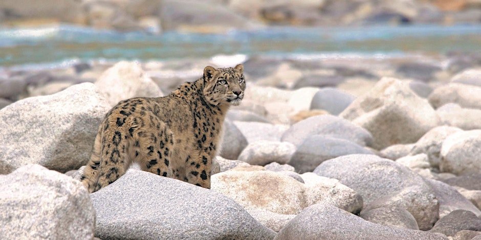 Step into the High Himalayas – Into the Realm of the Shan