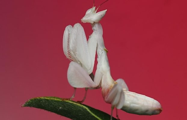 Macro Magic – A Hands-On Workshop with David Smith (OM SYSTEM)