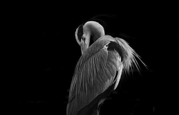 Lightroom Magic: Elevate Your Editing with Seniru