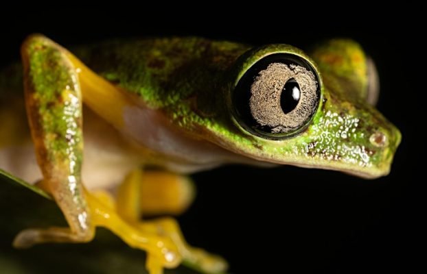Wildlife Exploration: Reptiles, Amphibians & the Tropics