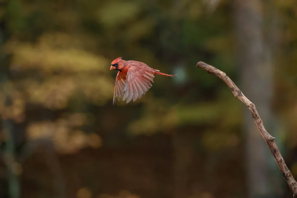 Canon EOS R5 Mark III Sample Image