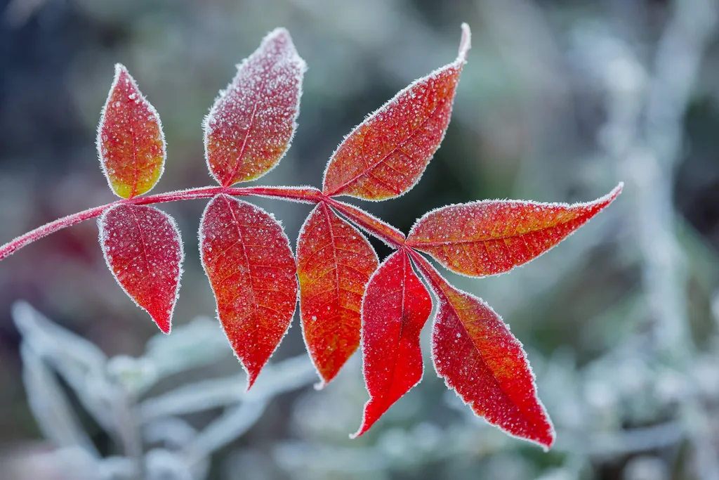 Canon EOS R5 Mark III Sample Image